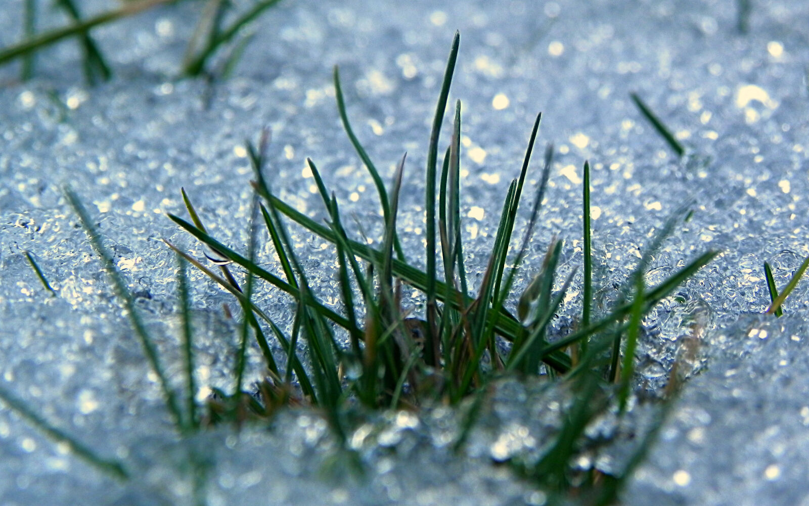Nikon Coolpix P100 sample photo. Grass, snow, winter photography