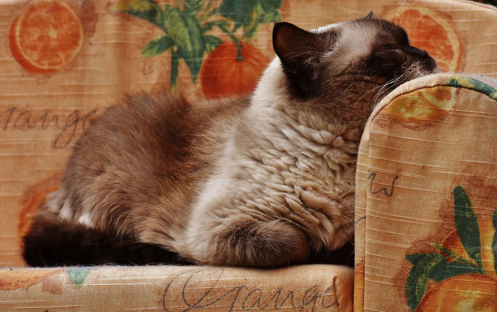 Nikon D7200 sample photo. Cat, british shorthair, thoroughbred photography