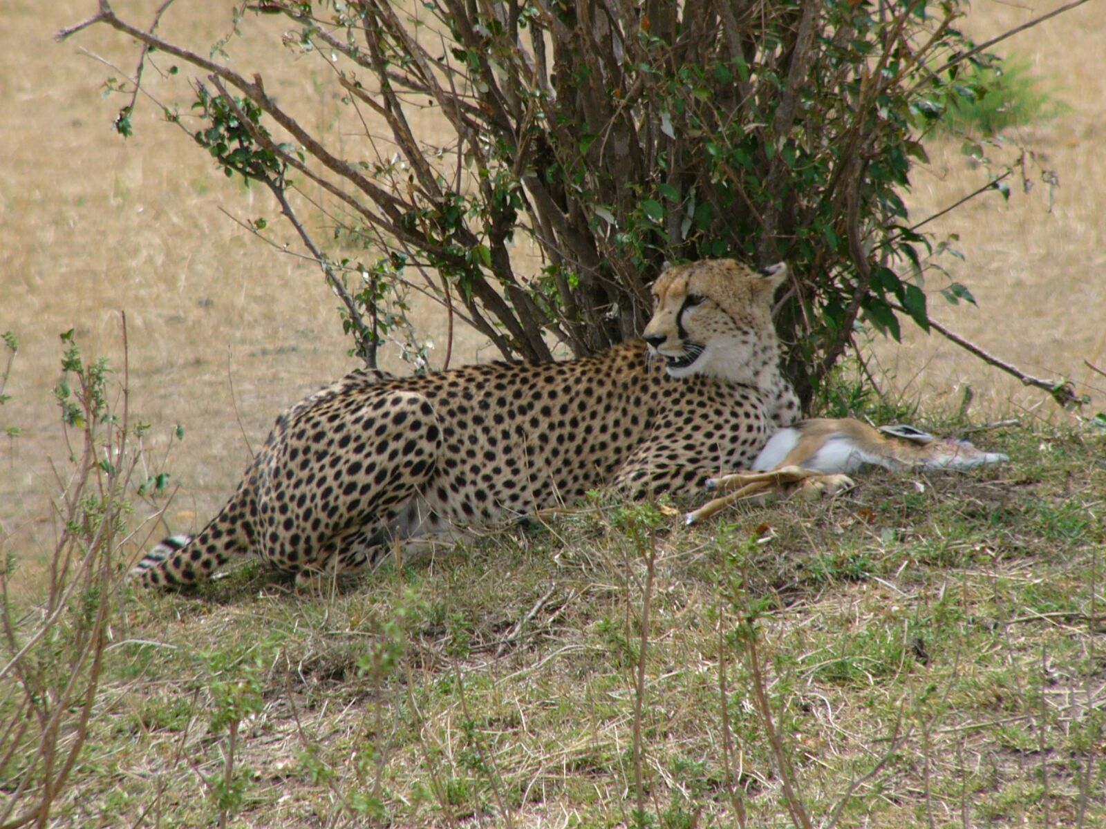 Panasonic DMC-FZ10 sample photo. Cheetah, kenya, masai mara photography
