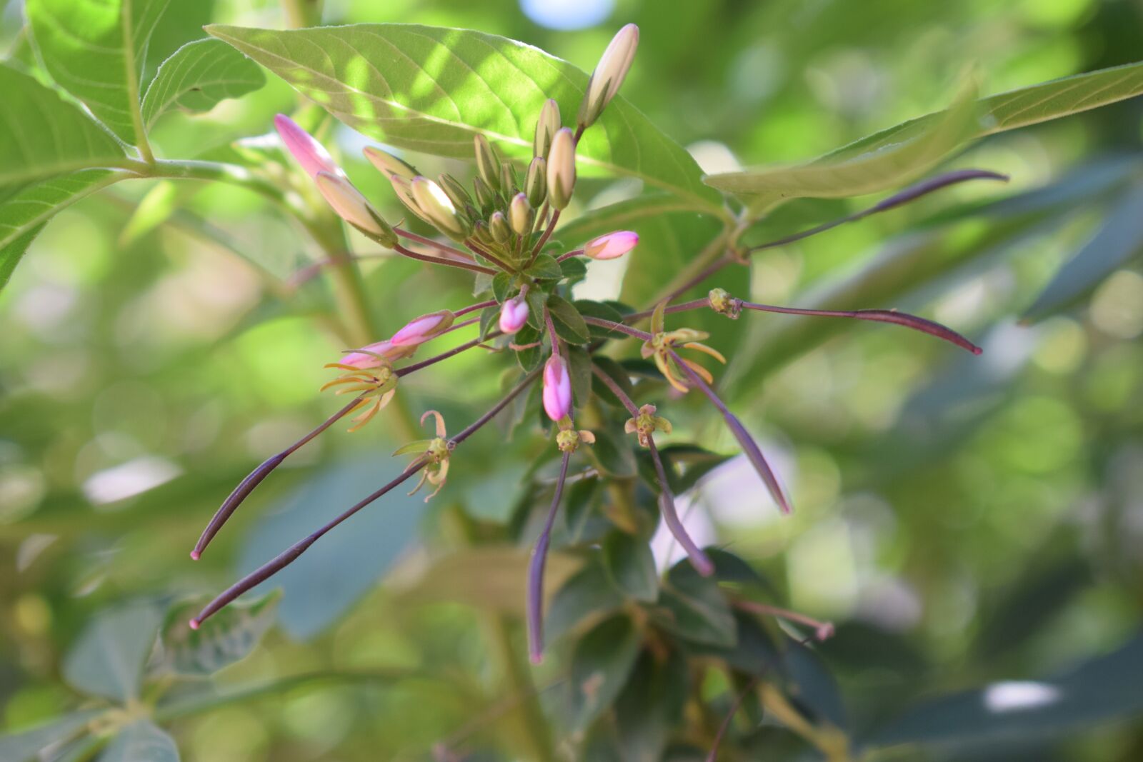 Nikon D5300 sample photo. Blossom, bloom, purple photography