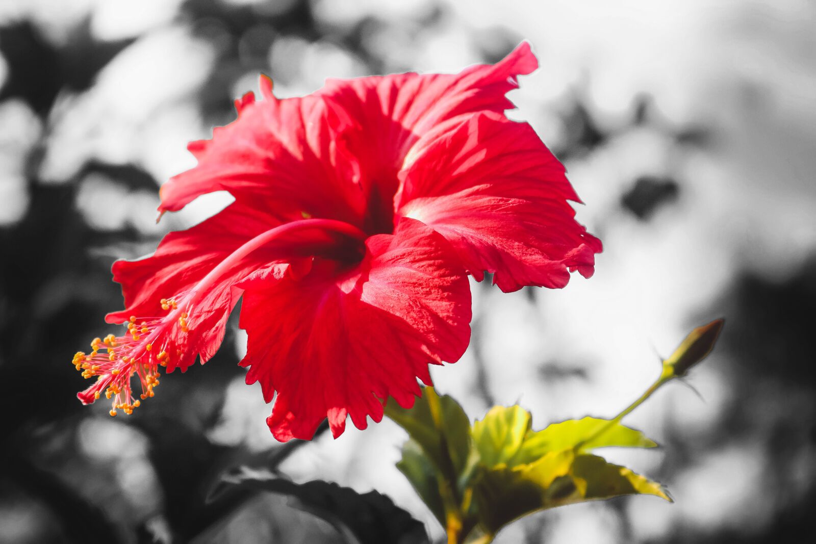 Canon EOS 750D (EOS Rebel T6i / EOS Kiss X8i) sample photo. Flower, red flower, nature photography
