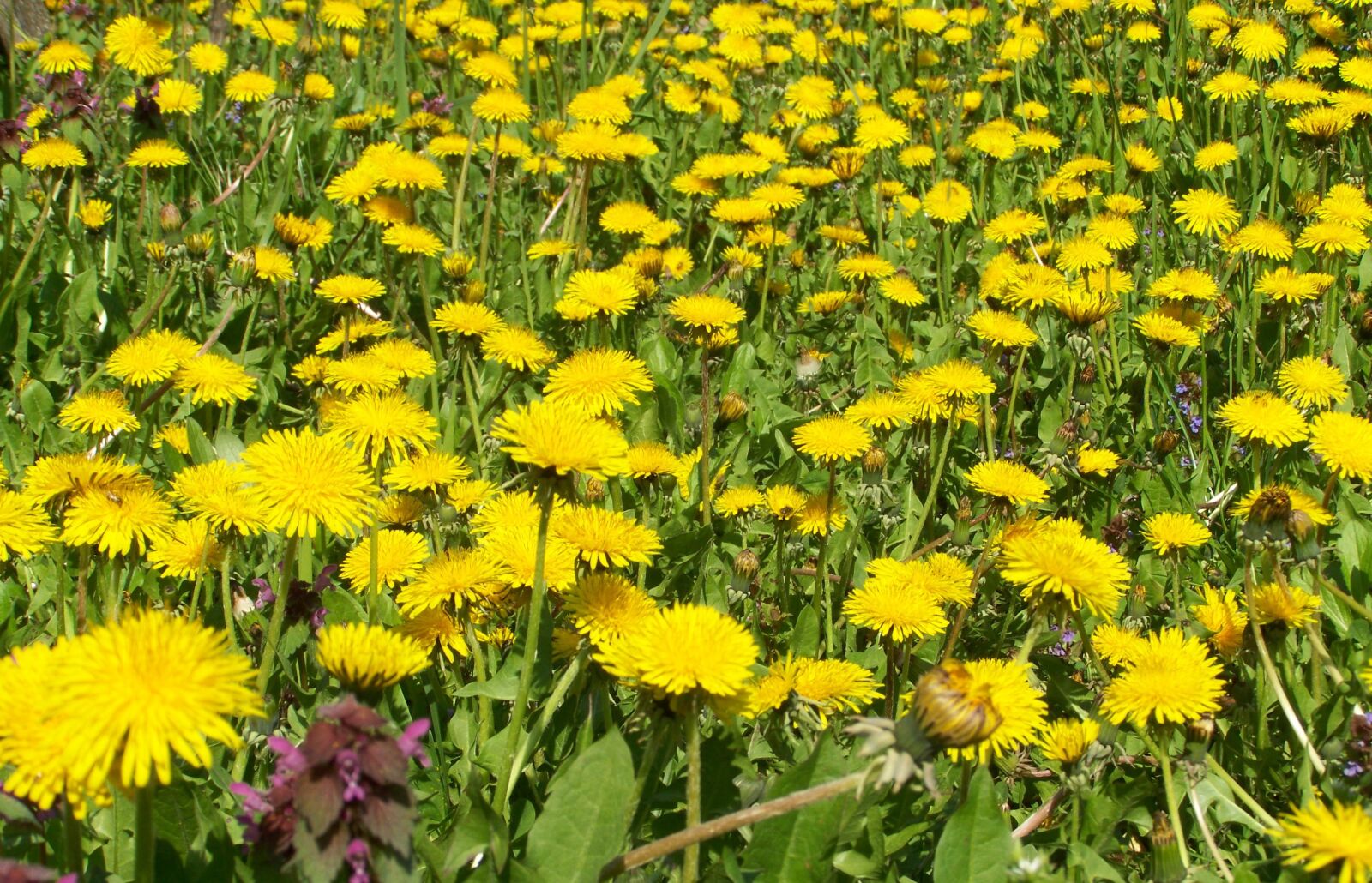 Kodak EASYSHARE ZD710 ZOOM DIGITAL CAMERA sample photo. Dressing-gown dandelion, yellow flower photography