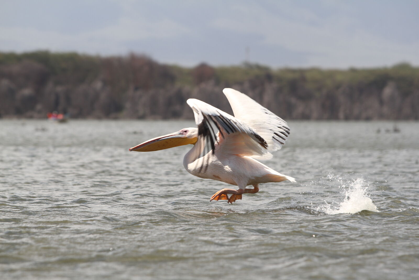 Canon EF 70-200mm F2.8L USM sample photo. African, bird, bird, etosha photography