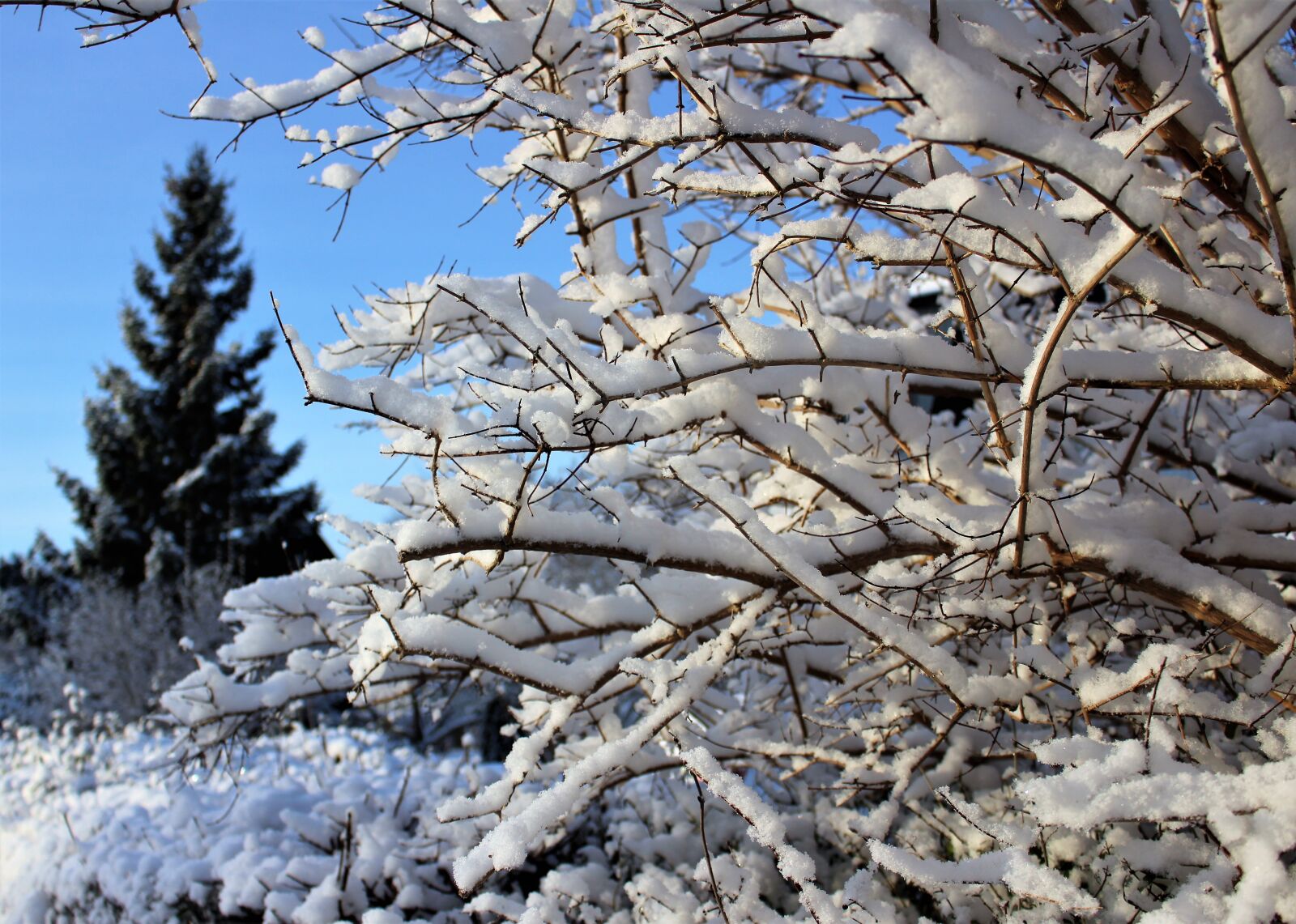 Canon EOS 700D (EOS Rebel T5i / EOS Kiss X7i) sample photo. Winter, gran, christmas tree photography