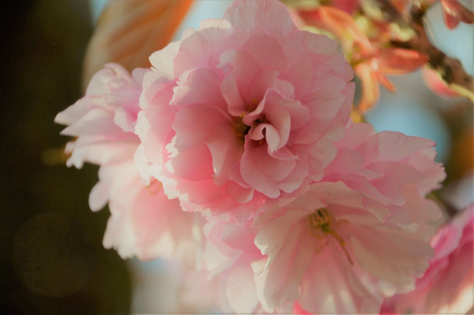 Nikon D3200 sample photo. Tree, cherry, spring photography