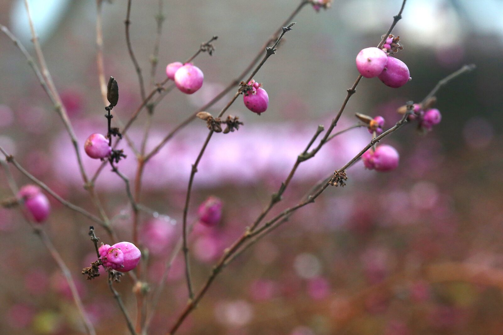 Canon EF 100mm F2.8L Macro IS USM sample photo. Winter, flowers, pink photography