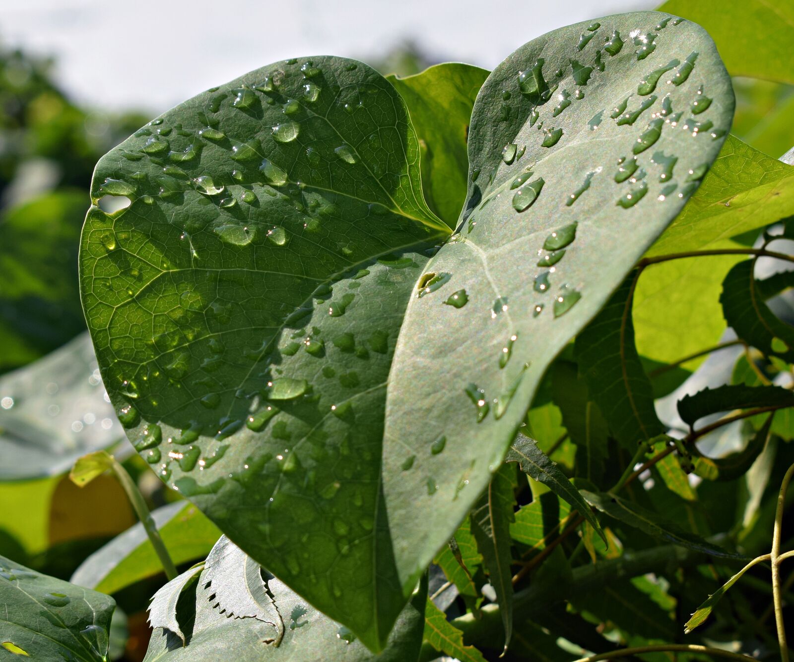 Nikon D3300 sample photo. Droplets, leaves, leaf photography