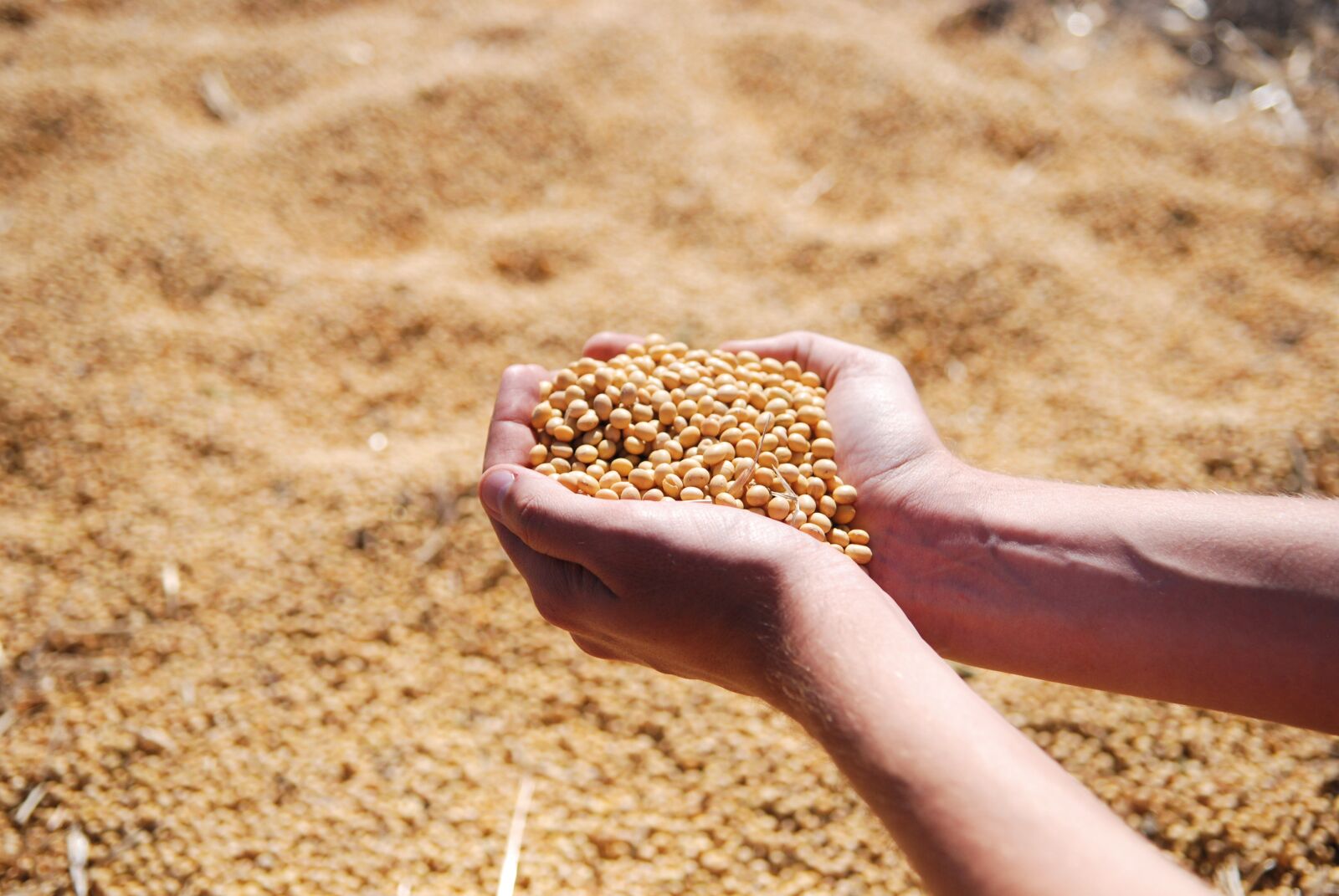 Nikon D80 sample photo. Soybean, hand, agro photography