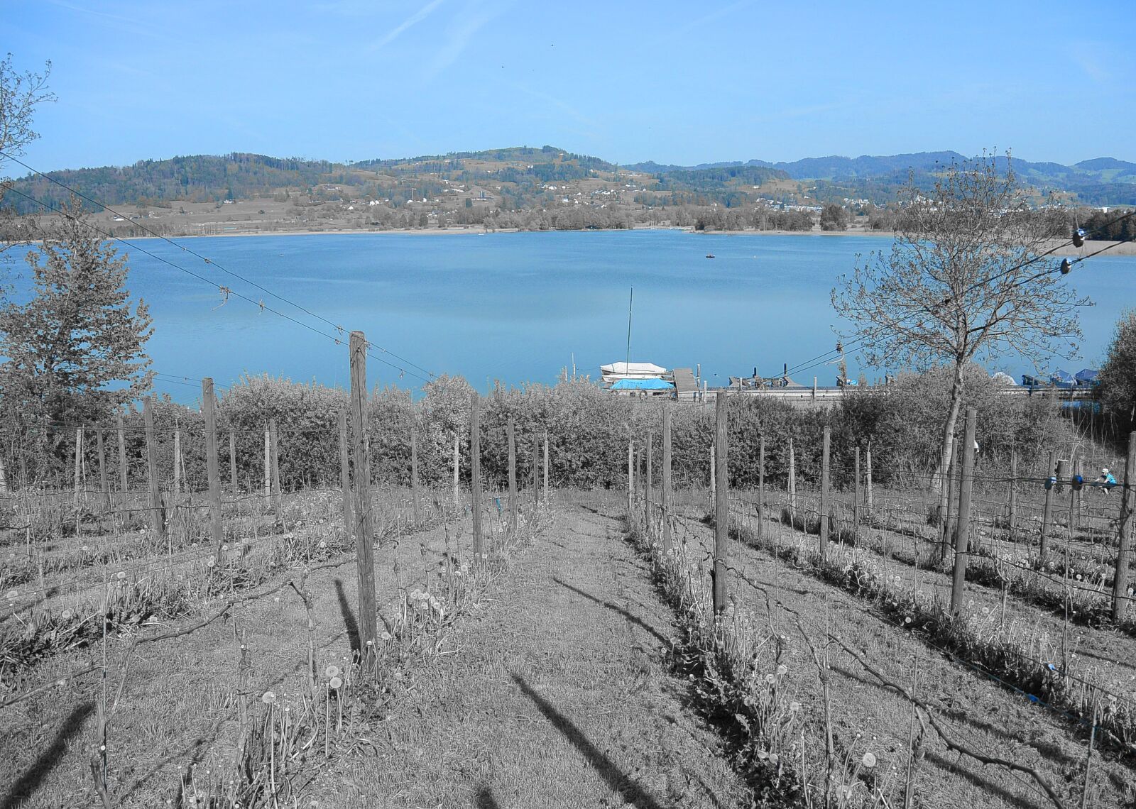 Nikon 1 S1 sample photo. Vineyard, wine, lake photography