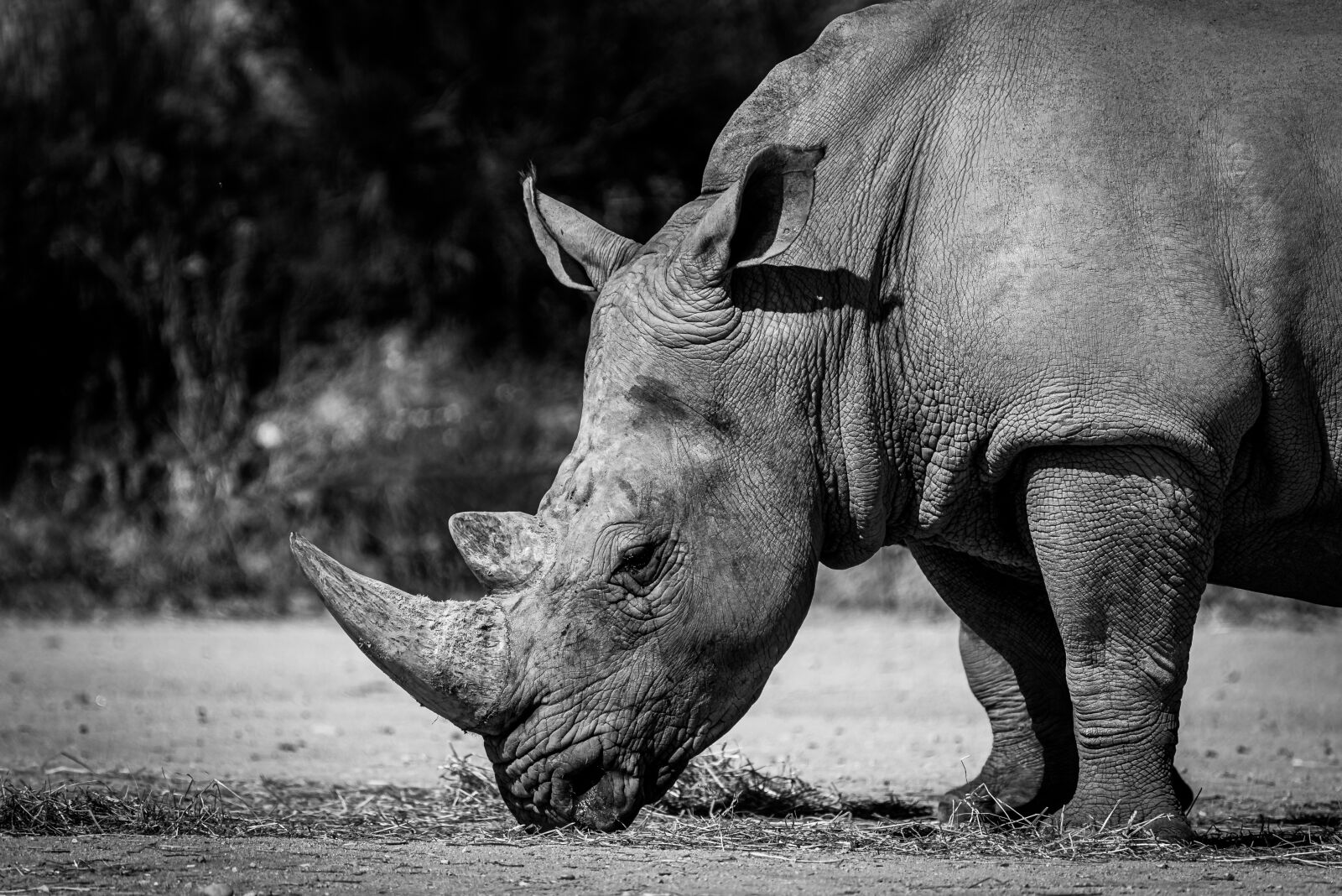 Nikon D750 sample photo. Rhinoceros, animal, safari photography