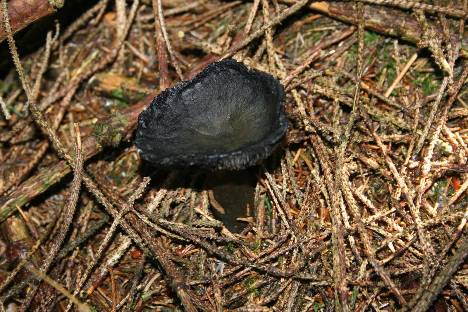 Canon EOS 350D (EOS Digital Rebel XT / EOS Kiss Digital N) sample photo. Fungus, black wood, forest photography