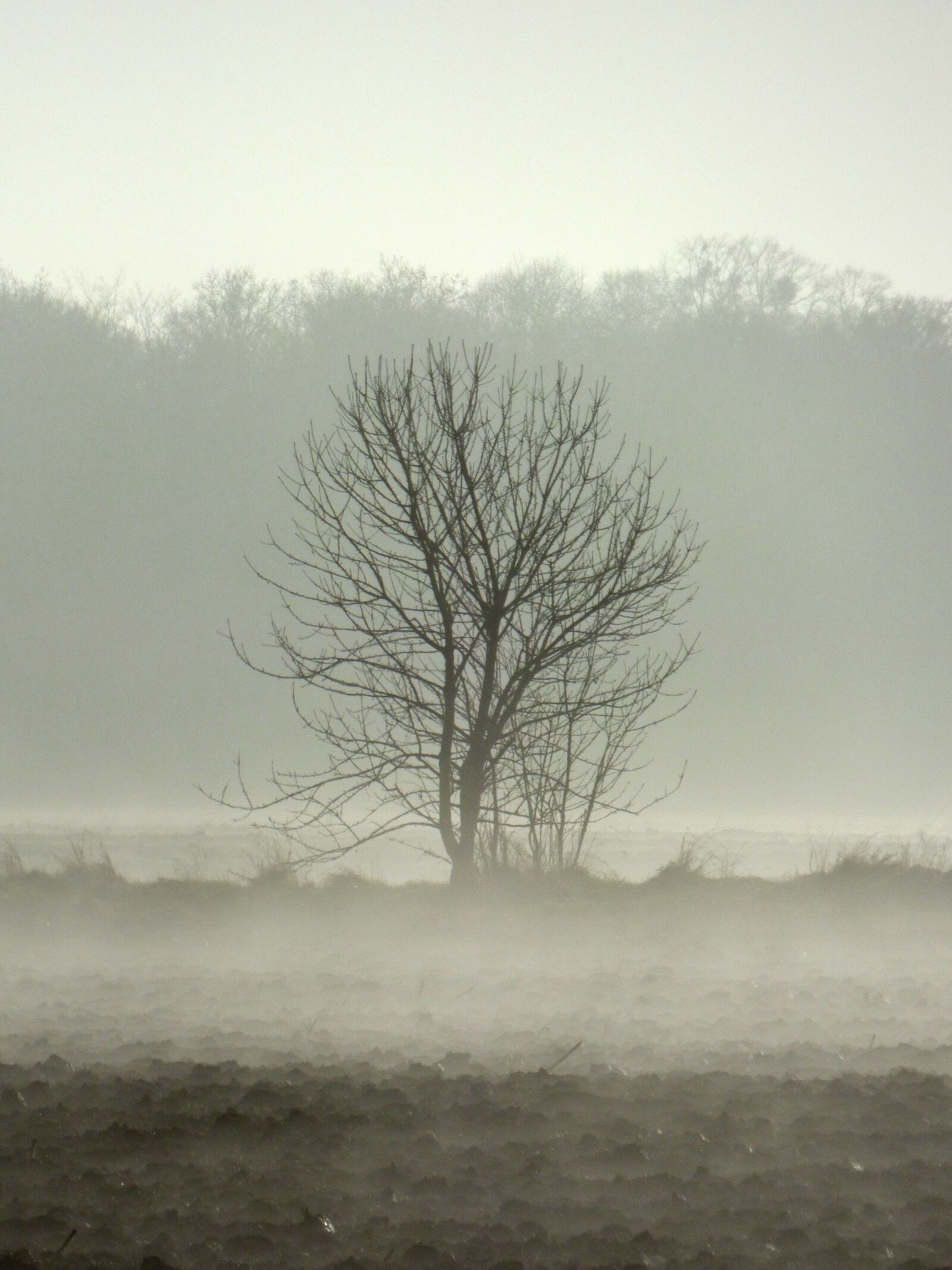Panasonic DMC-FZ72 sample photo. Tree, mist, fog photography
