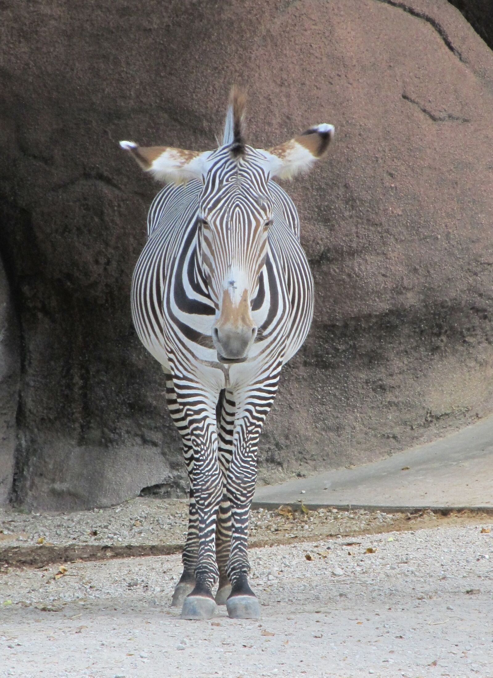 Canon PowerShot SX130 IS sample photo. Zebra, looking, head photography