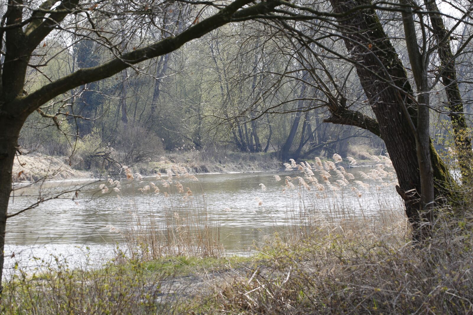 Canon EF 100mm F2.8L Macro IS USM sample photo. Water, rott, landscape photography