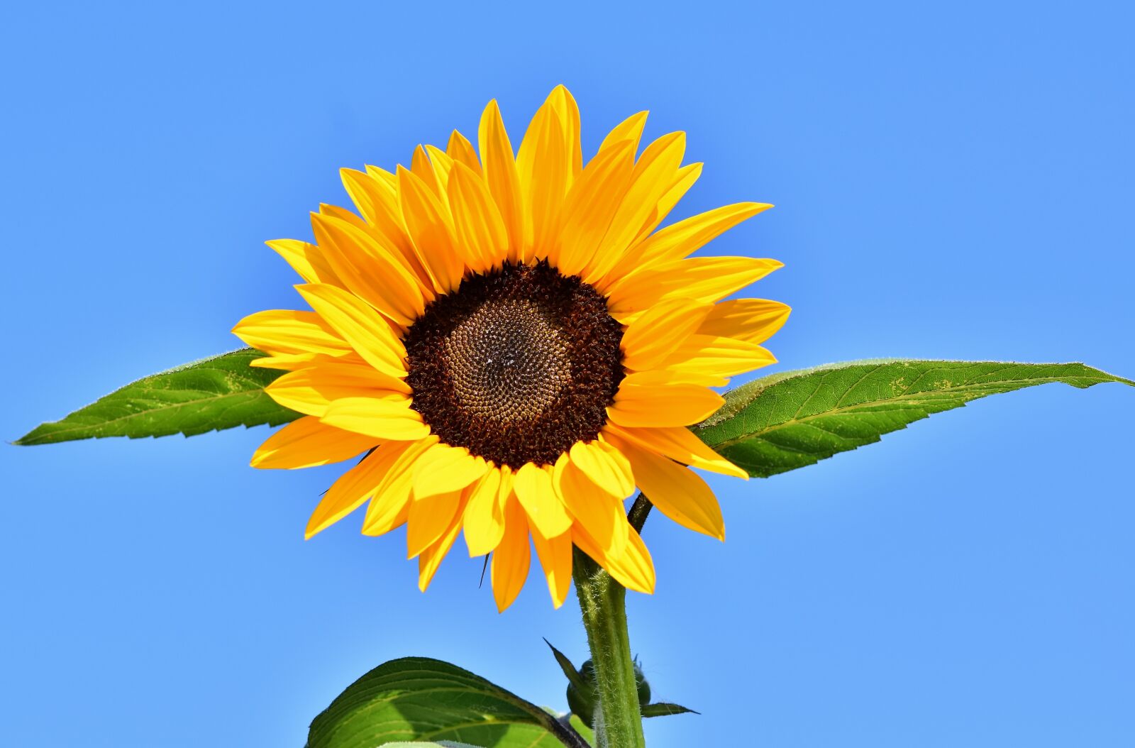 Nikon D7200 sample photo. Sunflower, flower, blossom photography