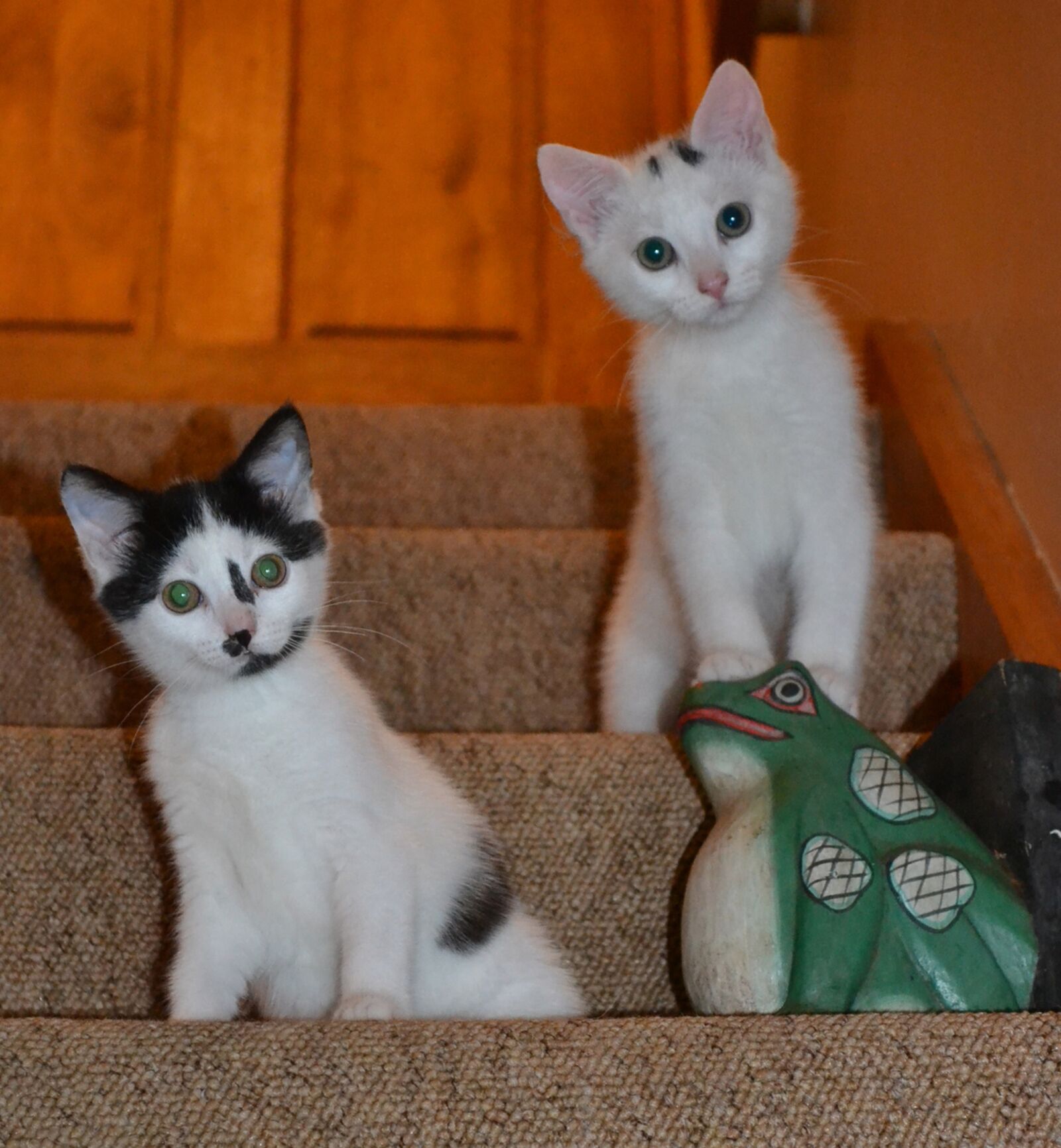Nikon D3100 sample photo. Kittens, young, cat photography