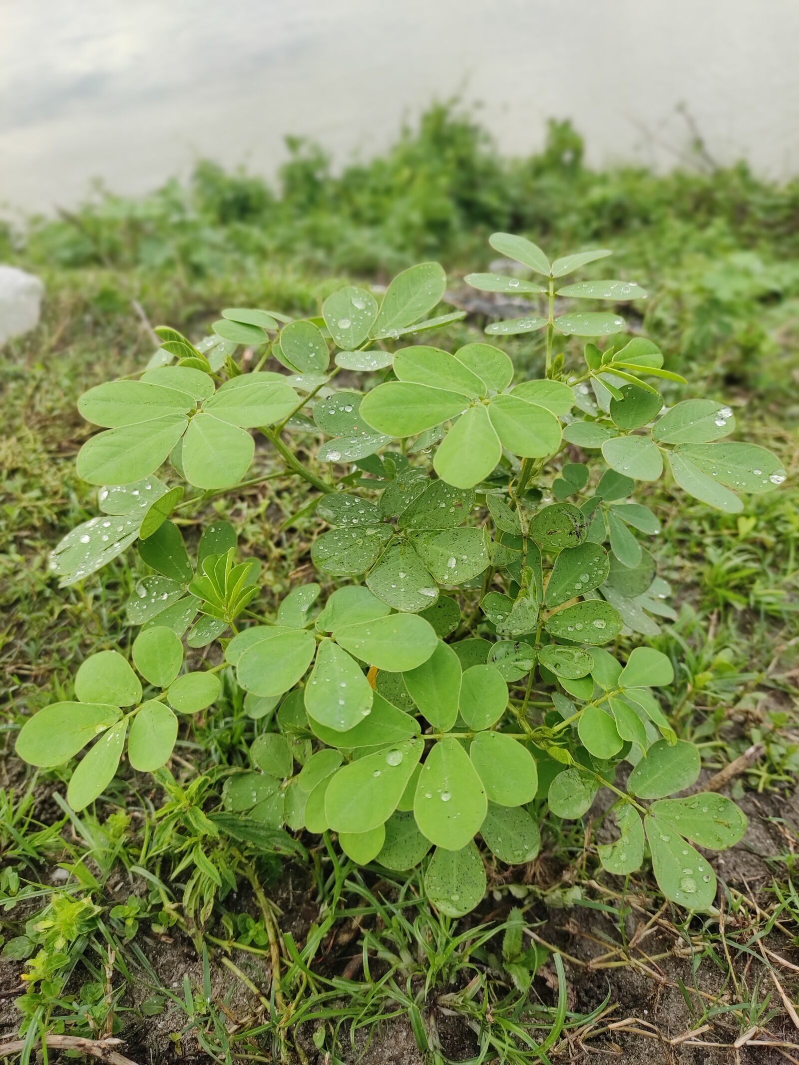 Xiaomi Redmi Note 7 Pro sample photo. Water, drops, on photography