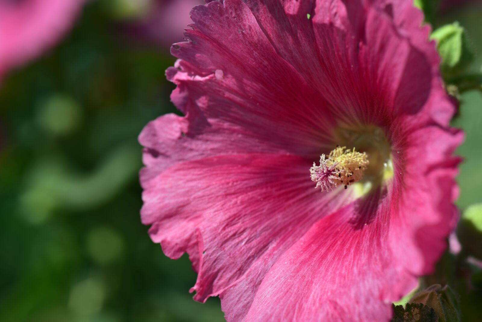 Nikon D750 sample photo. Stock rose, hollyhock, mallow photography