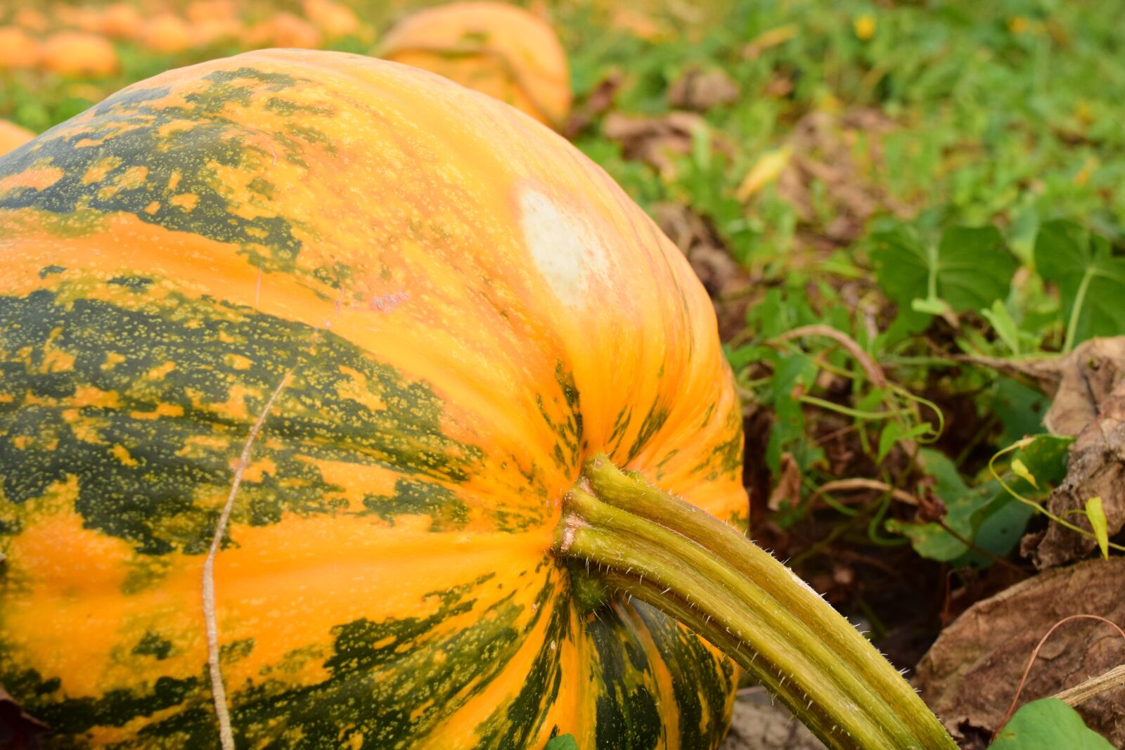 Nikon D3300 sample photo. Pumpkin, pumpkin box, pumpkins photography