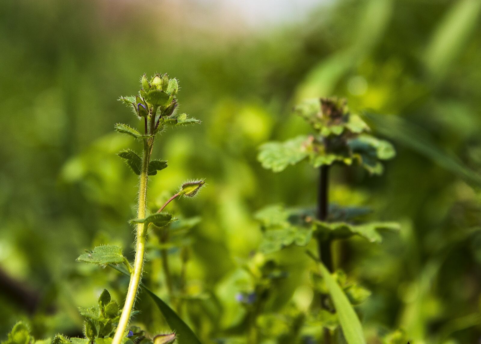 Canon EOS 77D (EOS 9000D / EOS 770D) sample photo. Spring, grass, nature photography