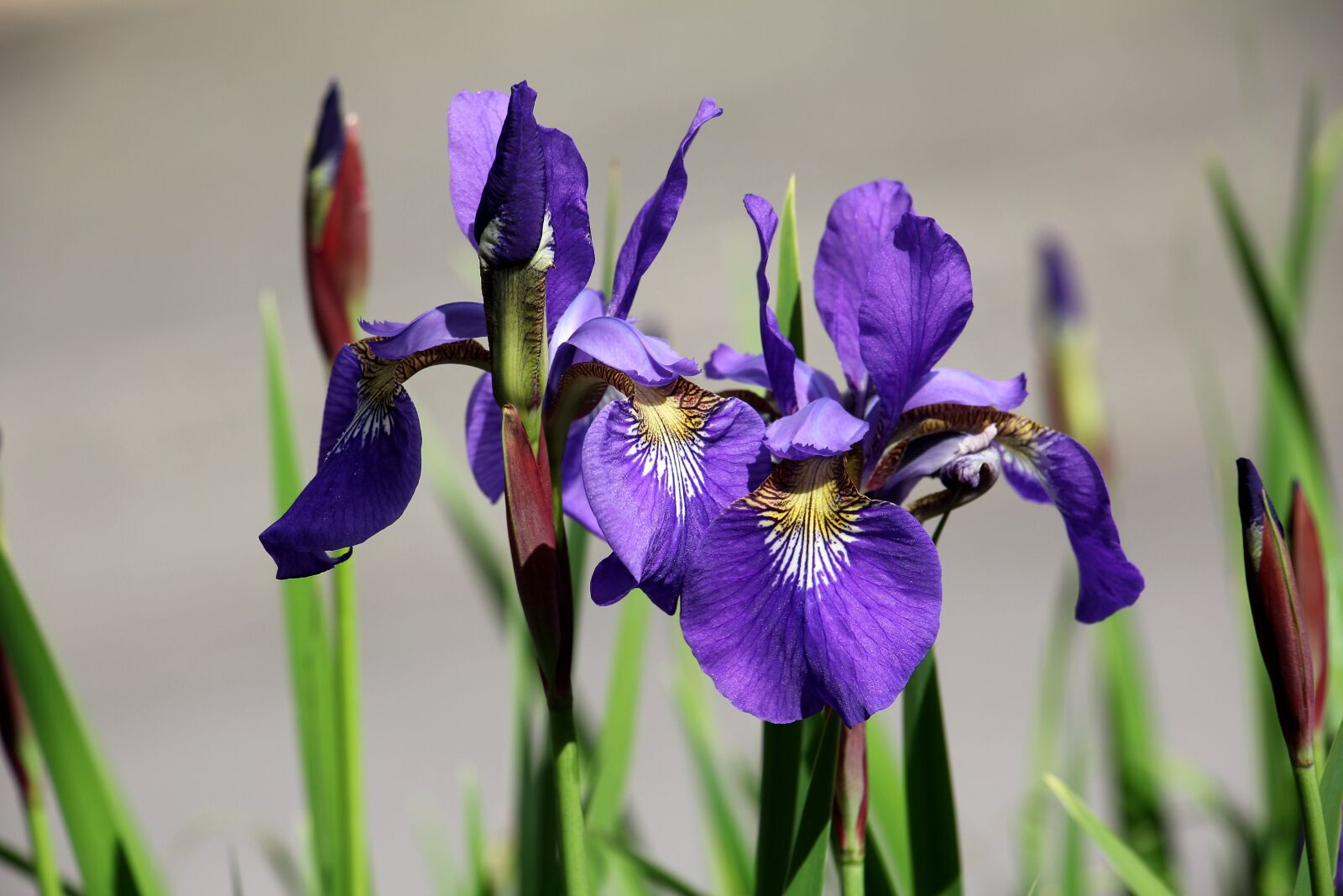 Canon EOS 550D (EOS Rebel T2i / EOS Kiss X4) sample photo. Iris, flower, garden photography