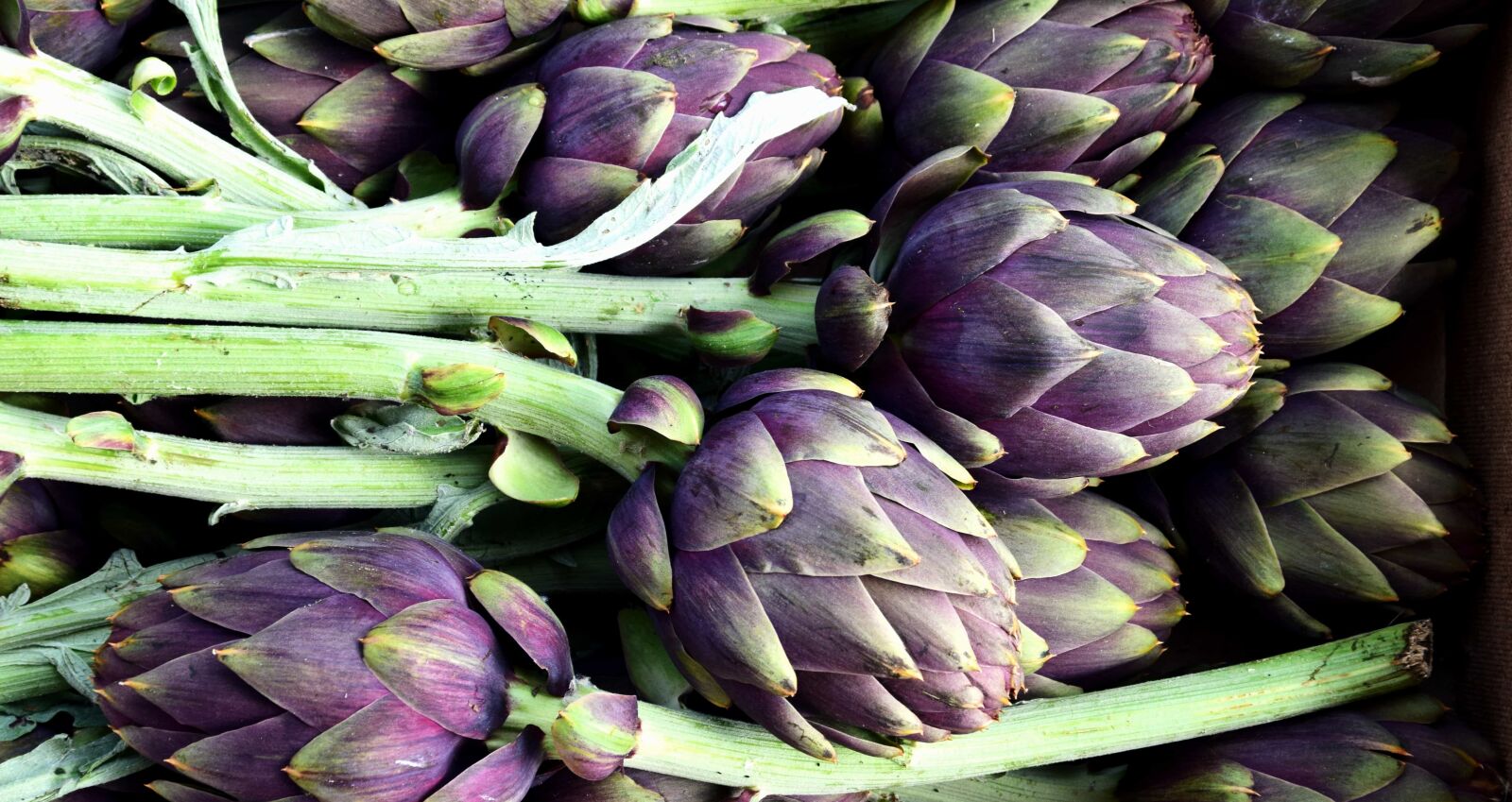 Nikon D3300 sample photo. Flora, vegetables, plant, artichoke photography