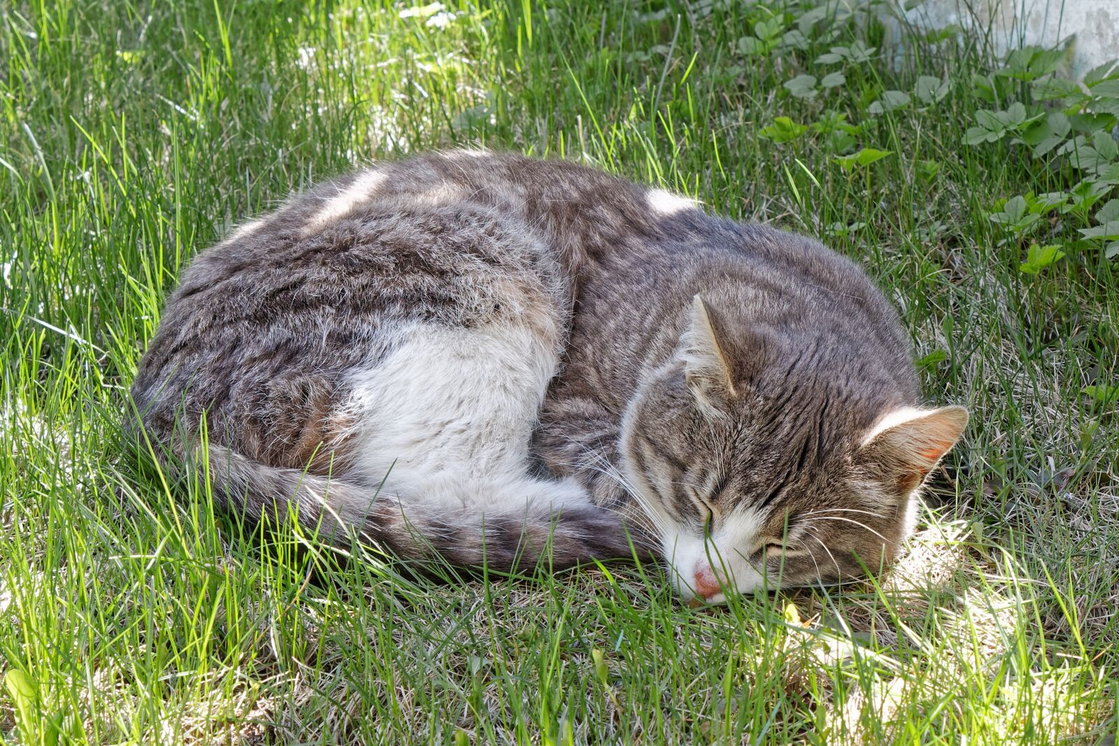 Canon EOS 1100D (EOS Rebel T3 / EOS Kiss X50) sample photo. Cat, pet, summer photography