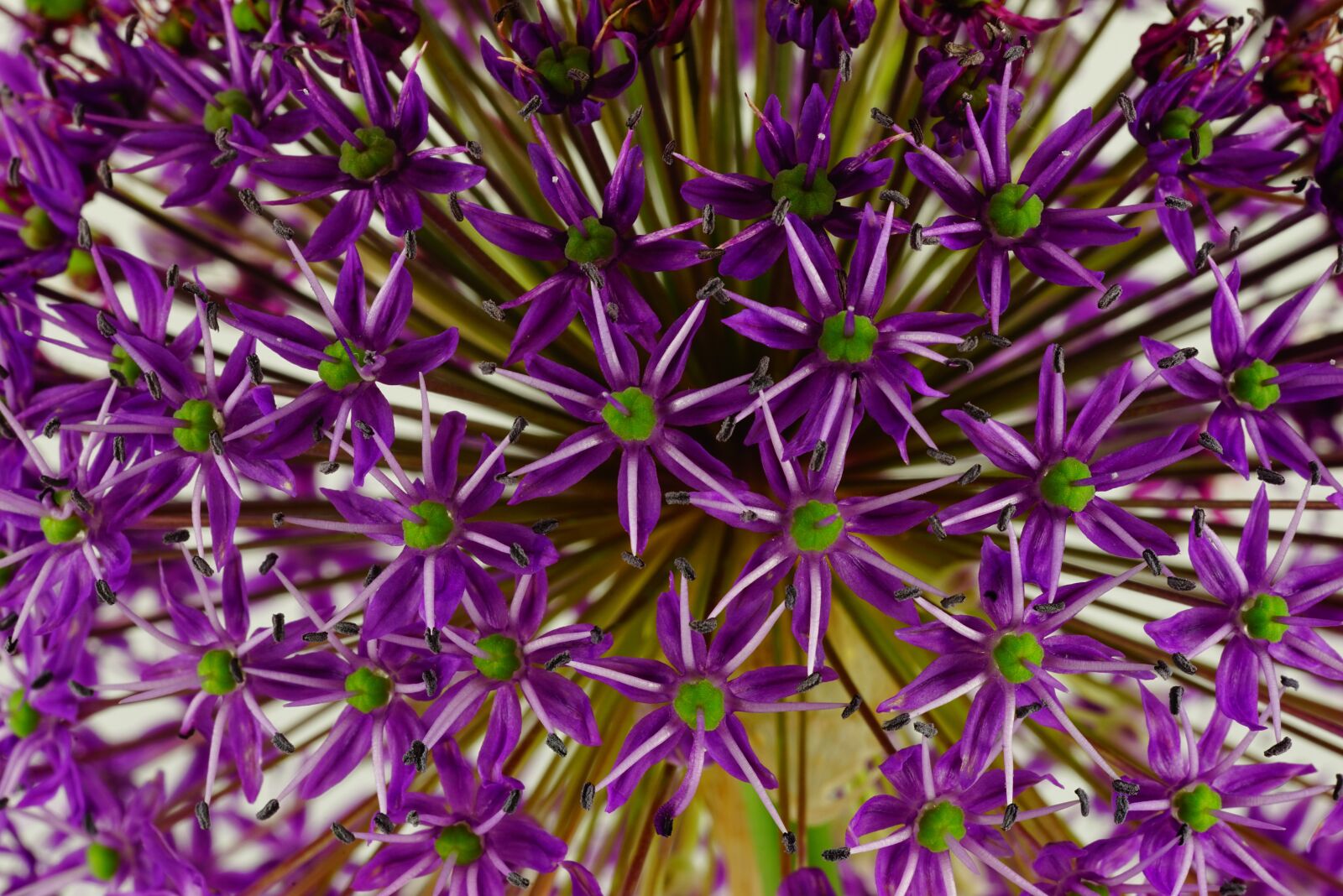 Sony a7R sample photo. Ornamental onion, flower, flowers photography