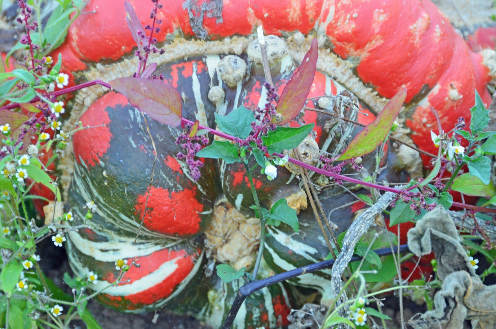 Nikon D5100 sample photo. Pumpkin, eat, garden photography