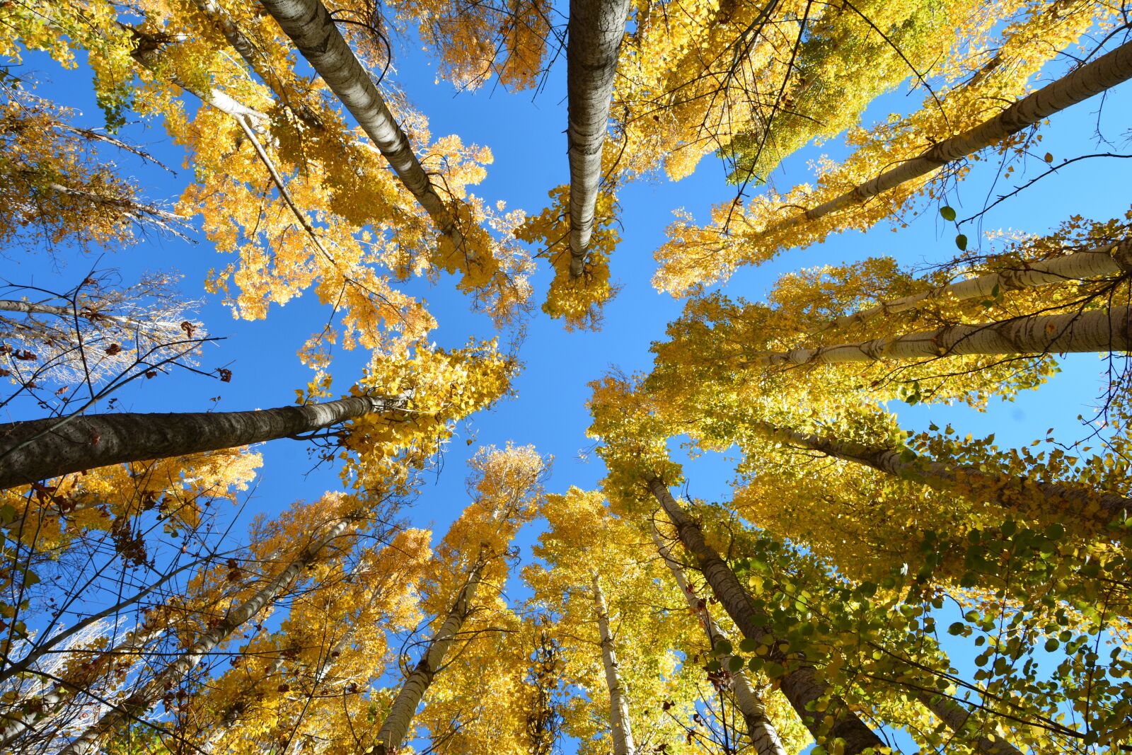 Nikon D7100 sample photo. Autumn, season, nature photography
