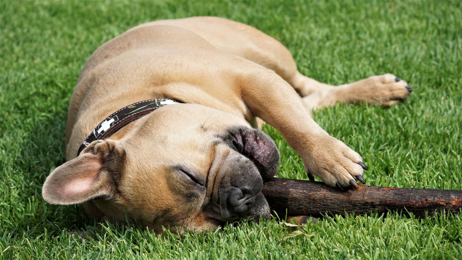 Sony E 70-350mm F4.5-6.3 G OSS sample photo. French bulldog, batons, rush photography