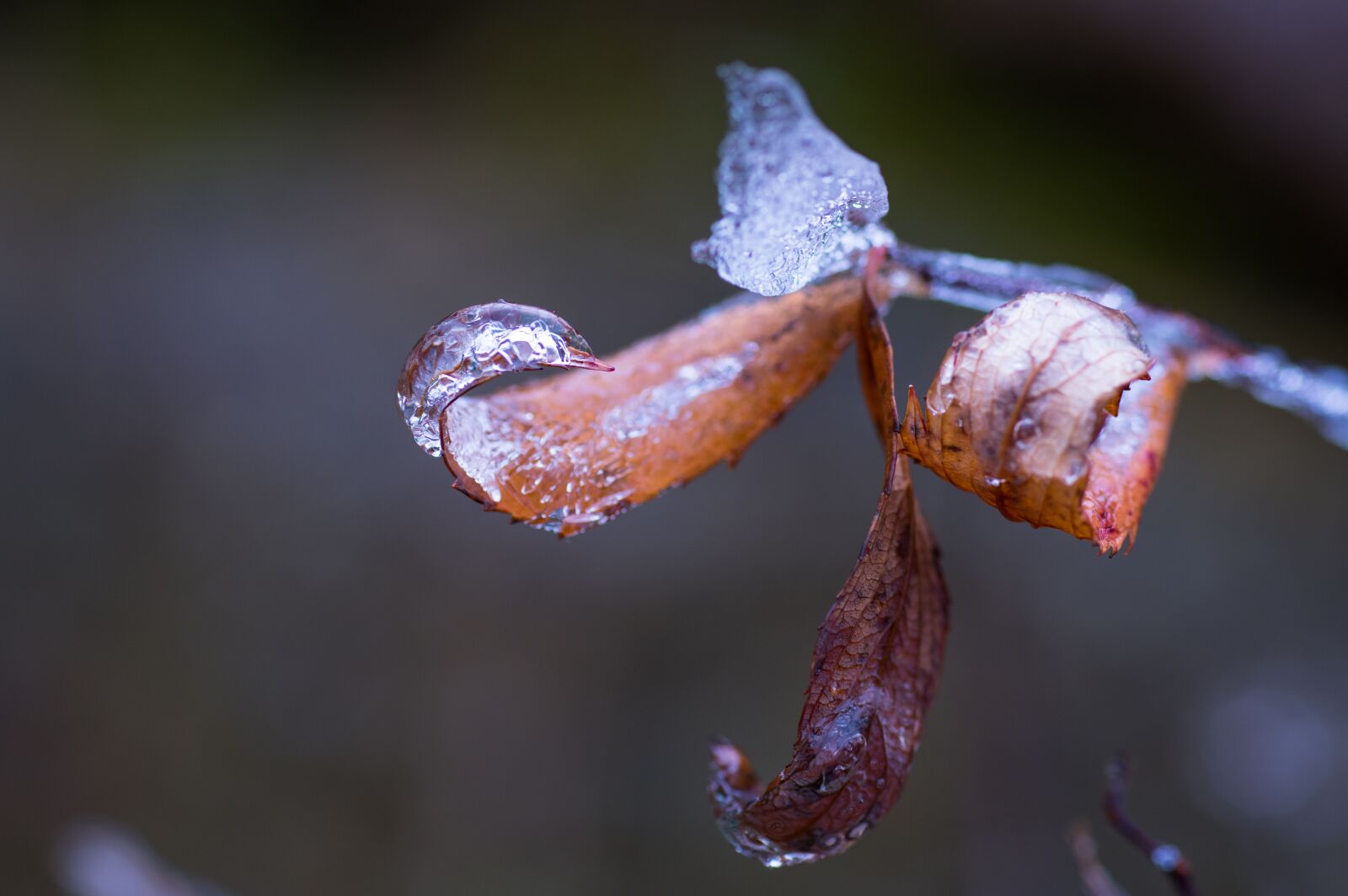 Pentax KP + Sigma sample photo. Winter, nature, leaves photography