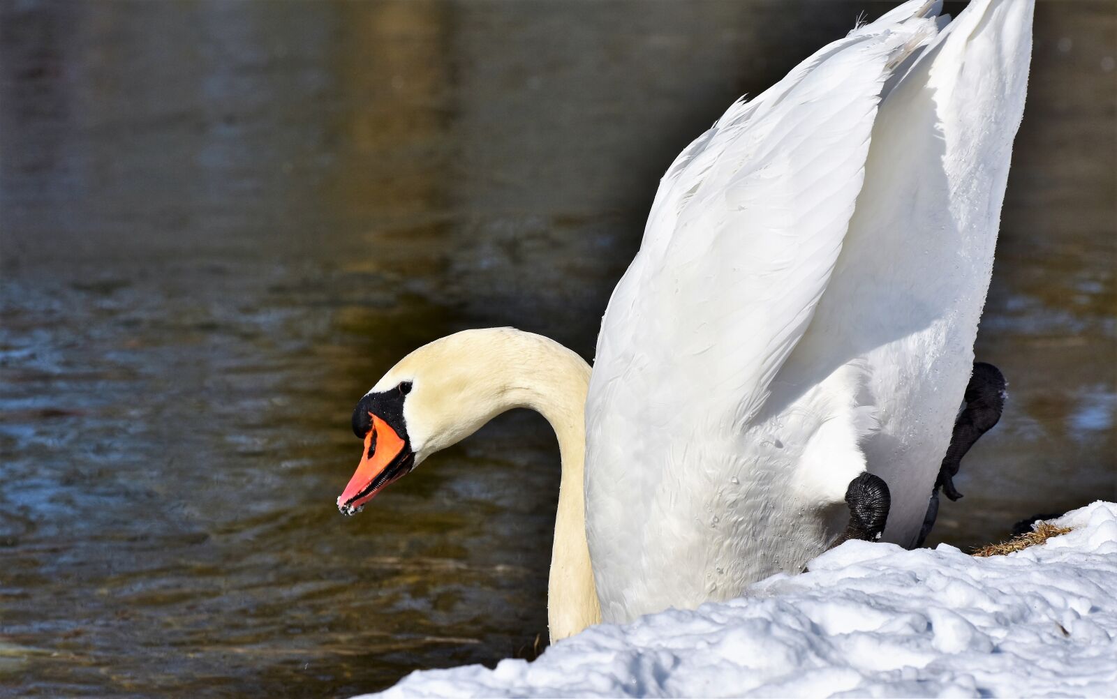 Nikon D7200 sample photo. Swan, water bird, schwimmvogel photography