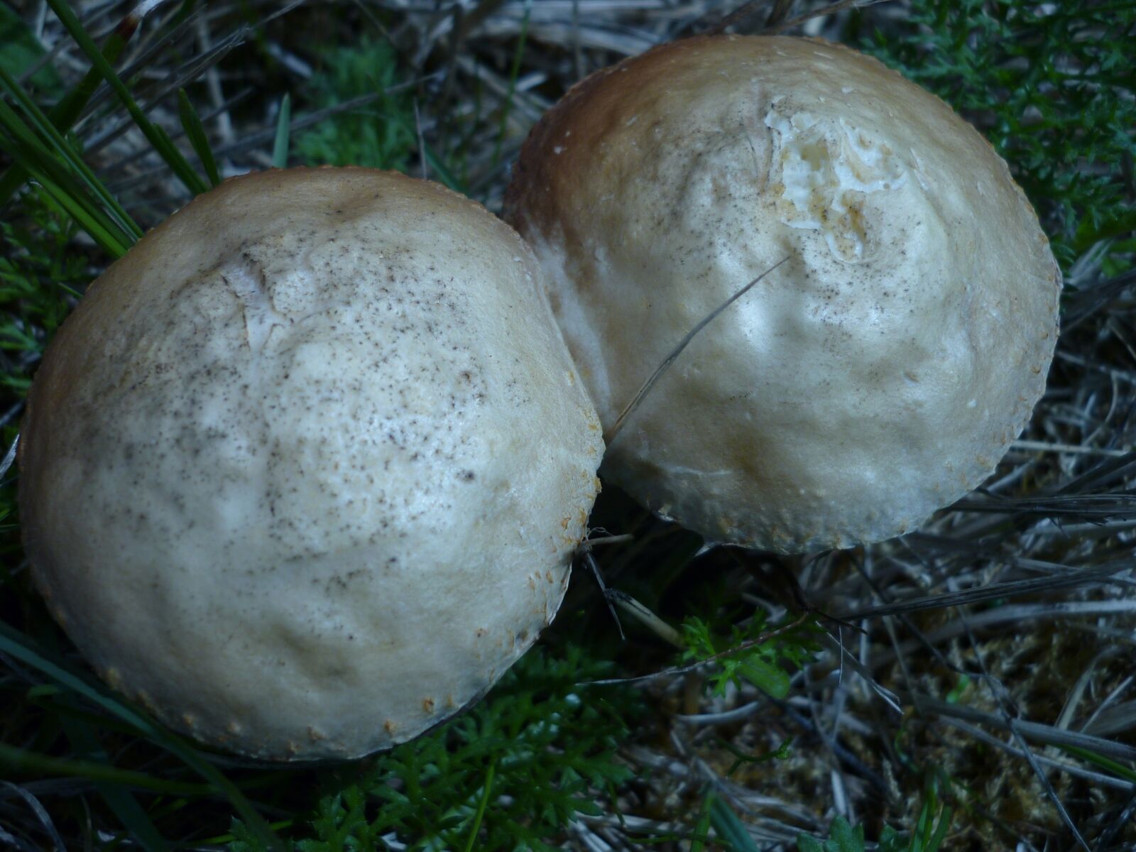 Panasonic Lumix DMC-FS6 sample photo. Mushroom, agaric, white photography