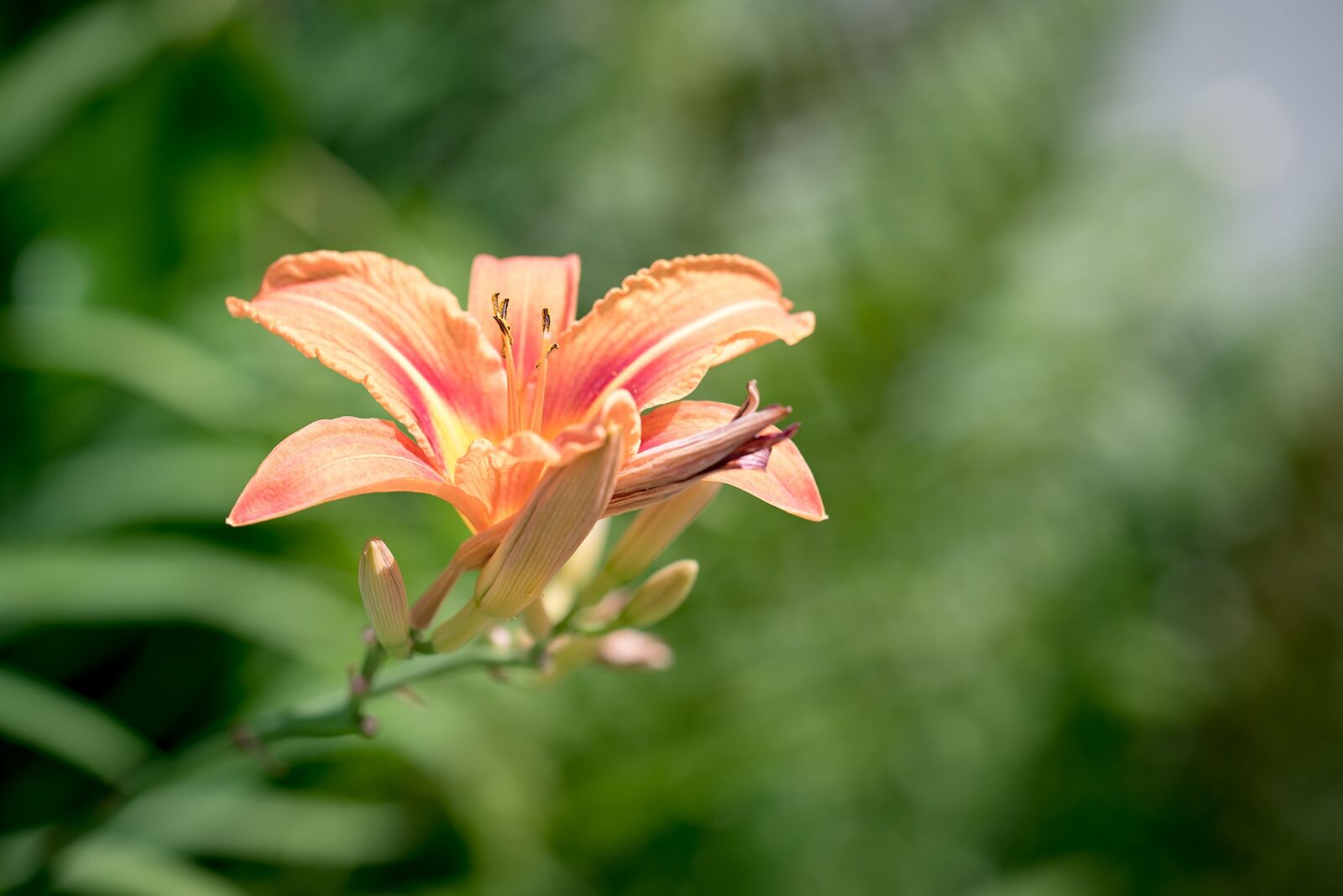 Nikon D750 sample photo. Daylily, unranked, grass tree photography