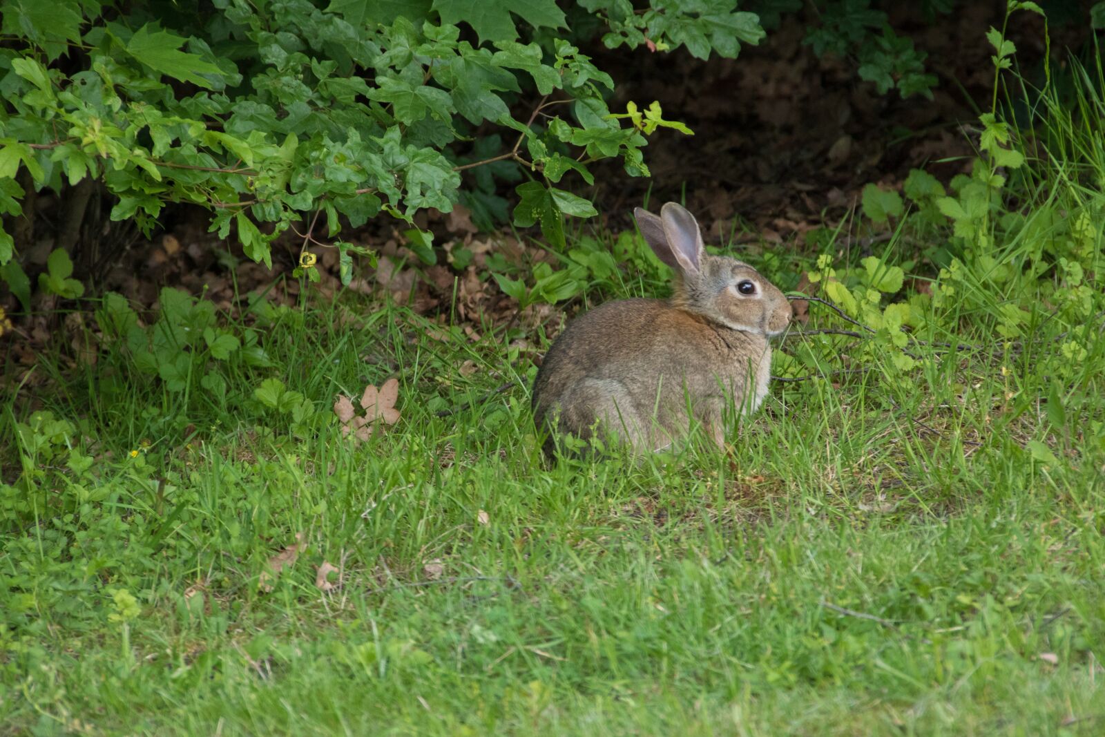 Canon EOS 750D (EOS Rebel T6i / EOS Kiss X8i) sample photo. Rabbit, meadow, park photography