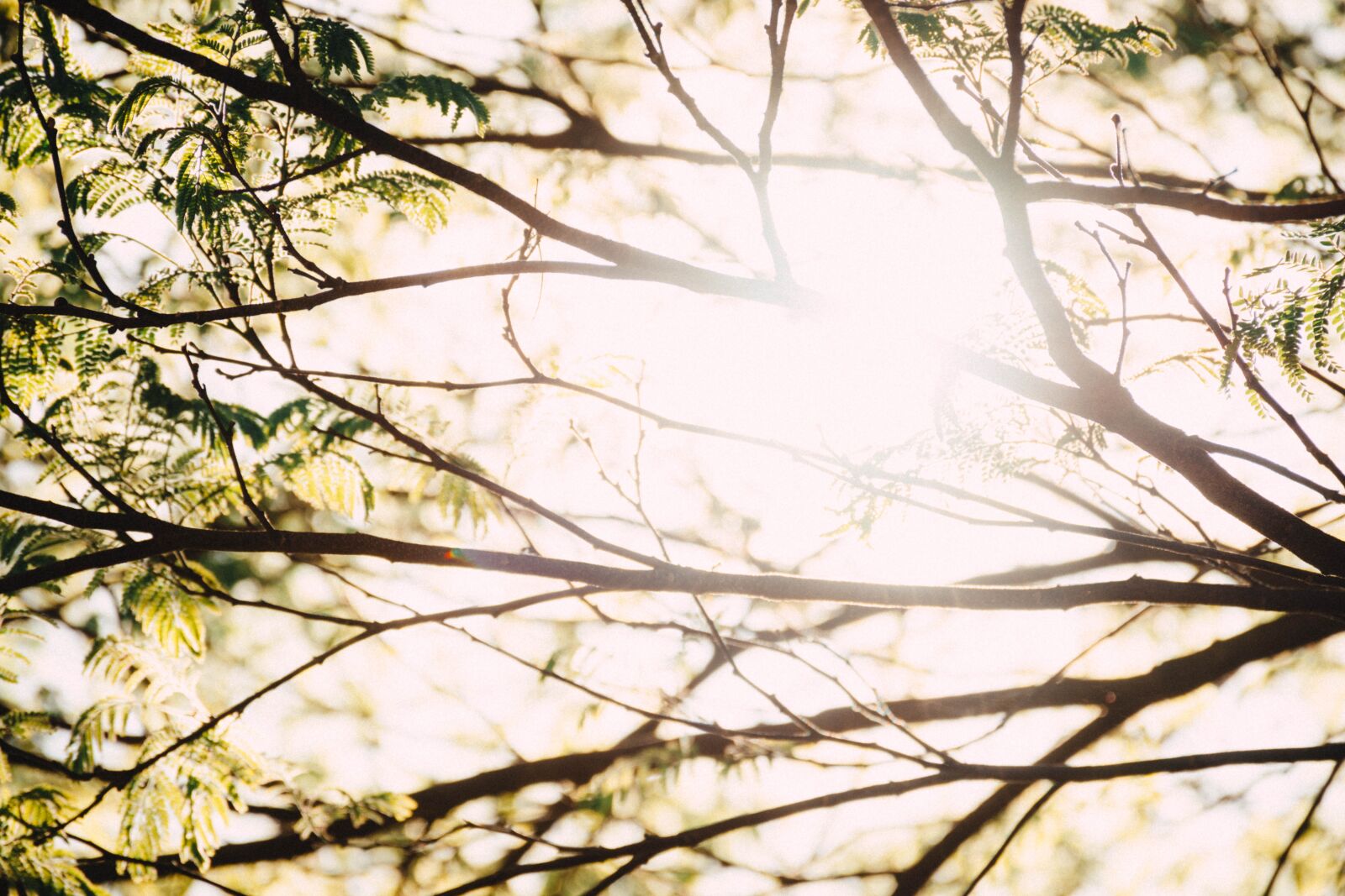 Nikon D7200 sample photo. Tree, branches, leaves photography