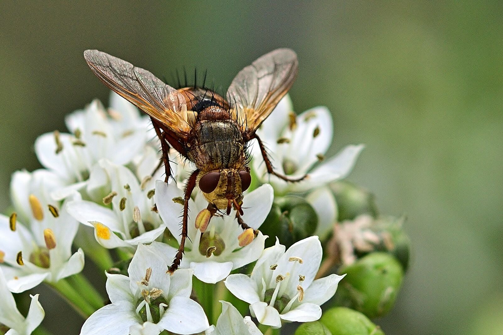 Nikon D5200 sample photo. Hoverfly, pollen, blossom photography
