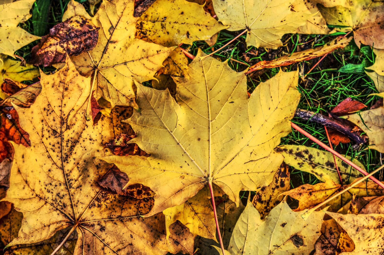 Sony E 55-210mm F4.5-6.3 OSS sample photo. Leaves, colorful, autumn photography