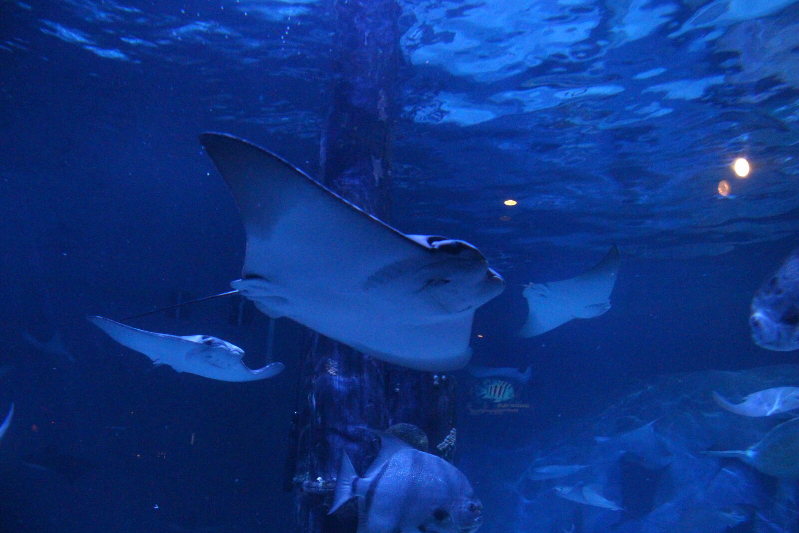 Canon EOS 700D (EOS Rebel T5i / EOS Kiss X7i) sample photo. Colorful, fish, pretty, shark photography