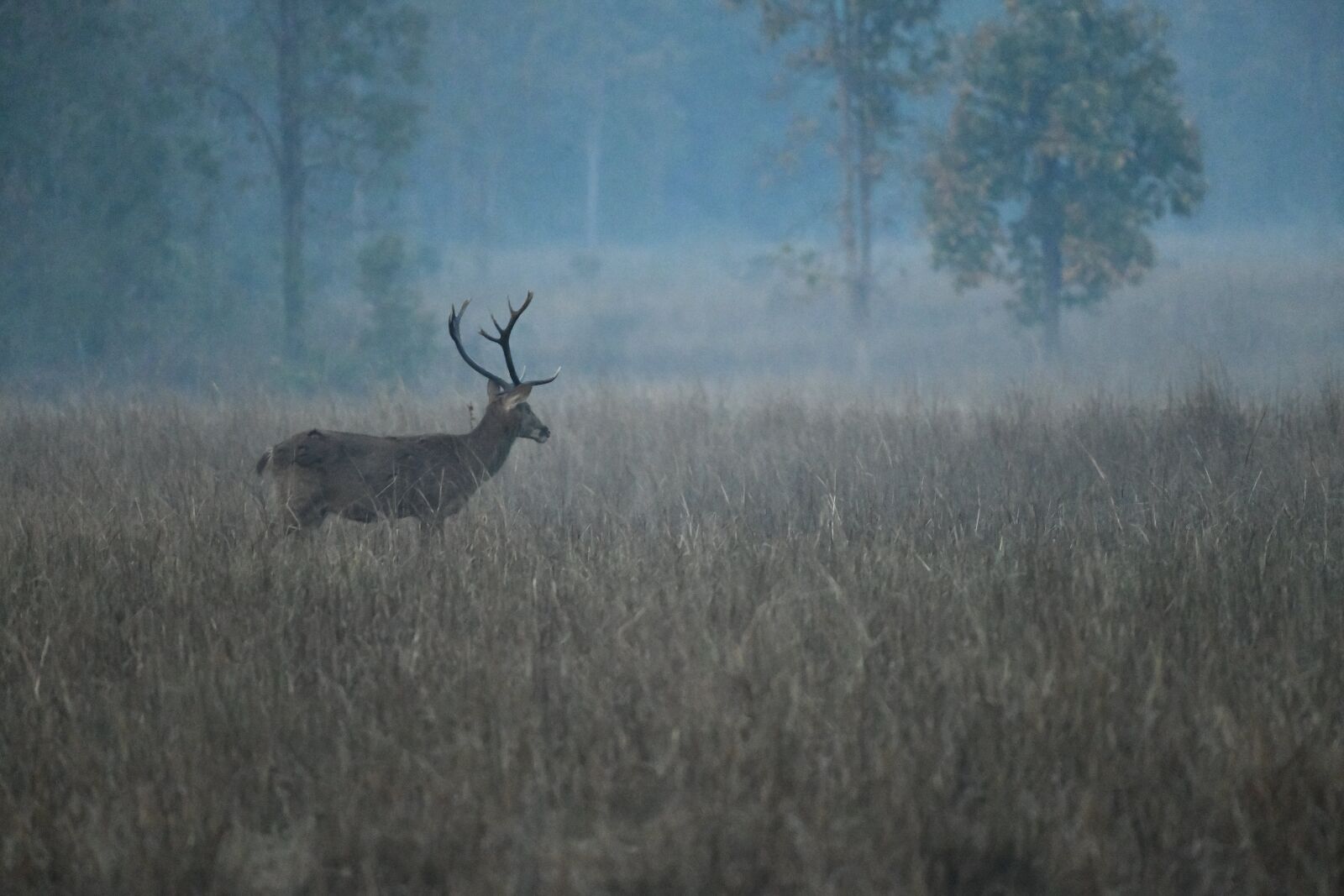 Nikon D850 sample photo. Deer, stag, nature photography