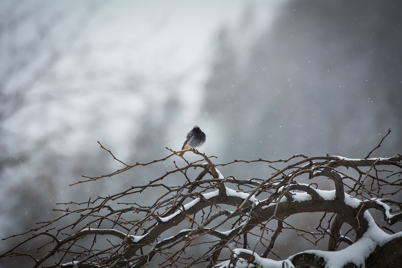 Nikon D7100 sample photo. Bird, tree, winter photography