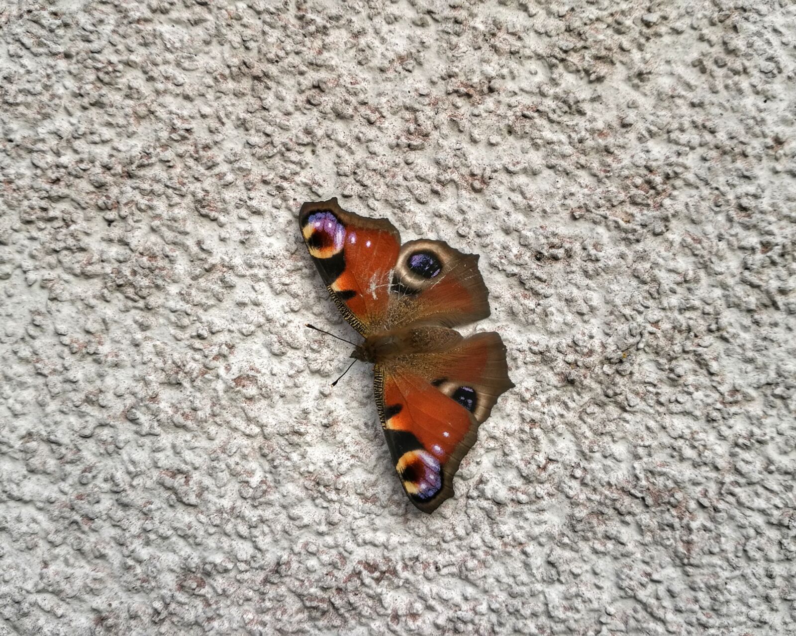 HUAWEI Honor 8 sample photo. Butterfly, peacock butterfly, insect photography