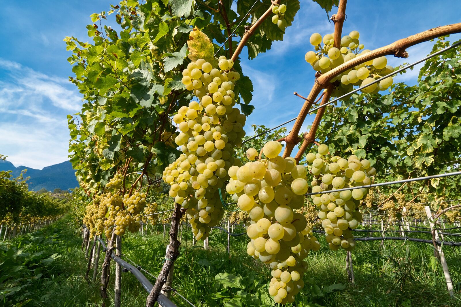 Nikon D200 sample photo. Grape, grapes, fruit photography