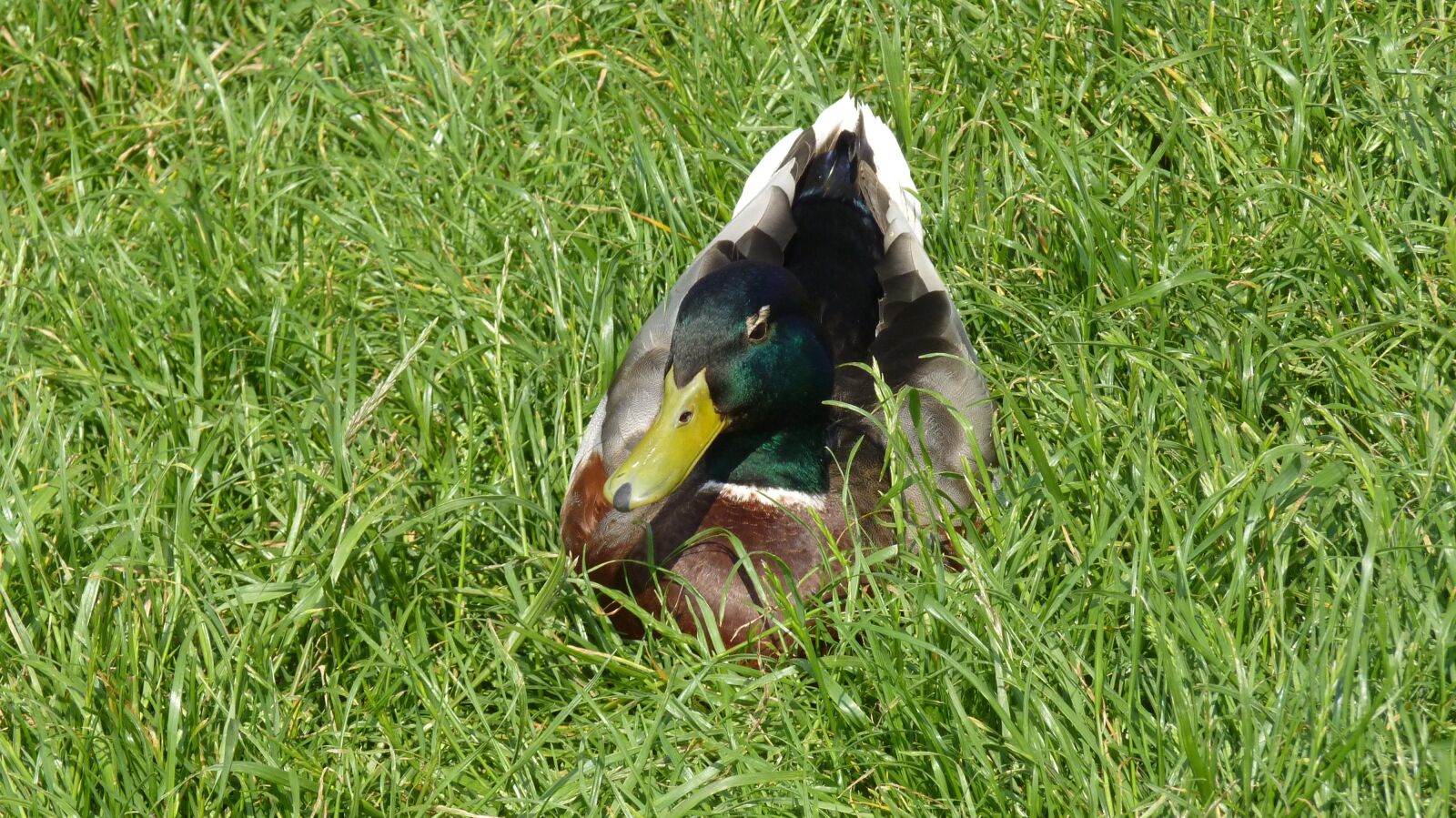 Panasonic Lumix DMC-FZ35 (Lumix DMC-FZ38) sample photo. Duck, mallard, bird photography