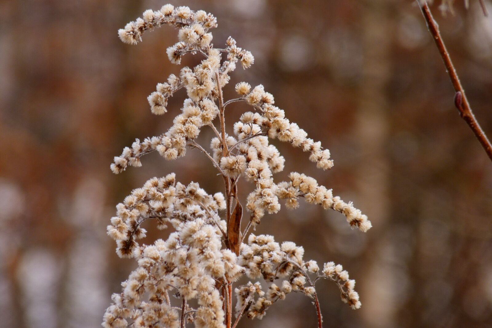 Panasonic Lumix DMC-FZ40 (Lumix DMC-FZ45) sample photo. Nature, winter, frost photography