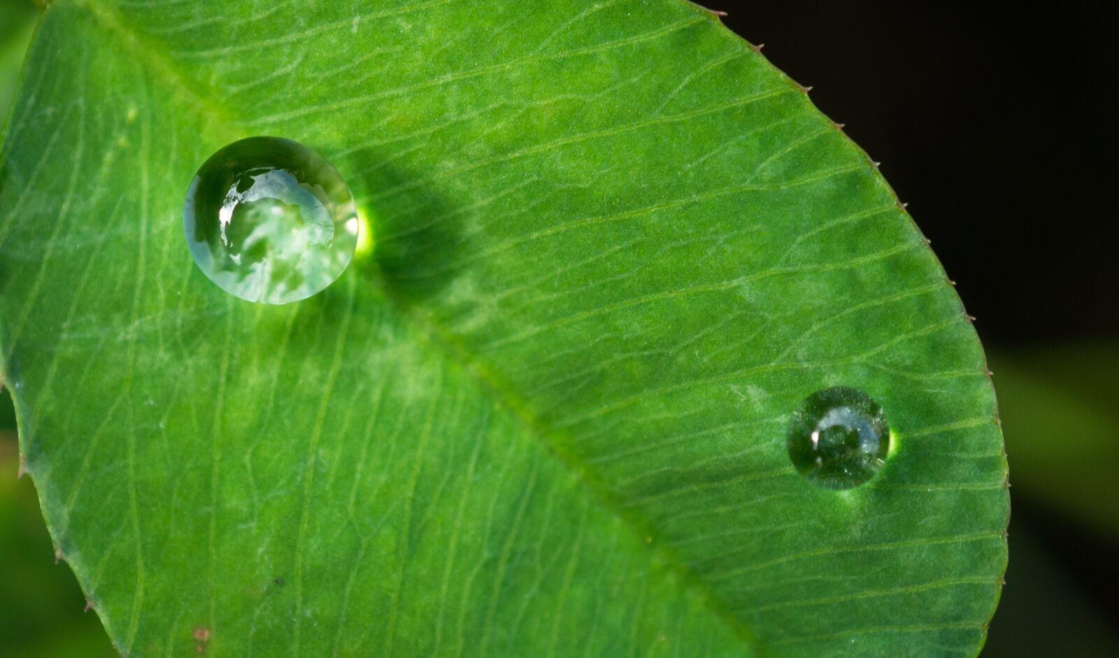 Sony E 30mm F3.5 Macro sample photo. Leaf, nature, green photography