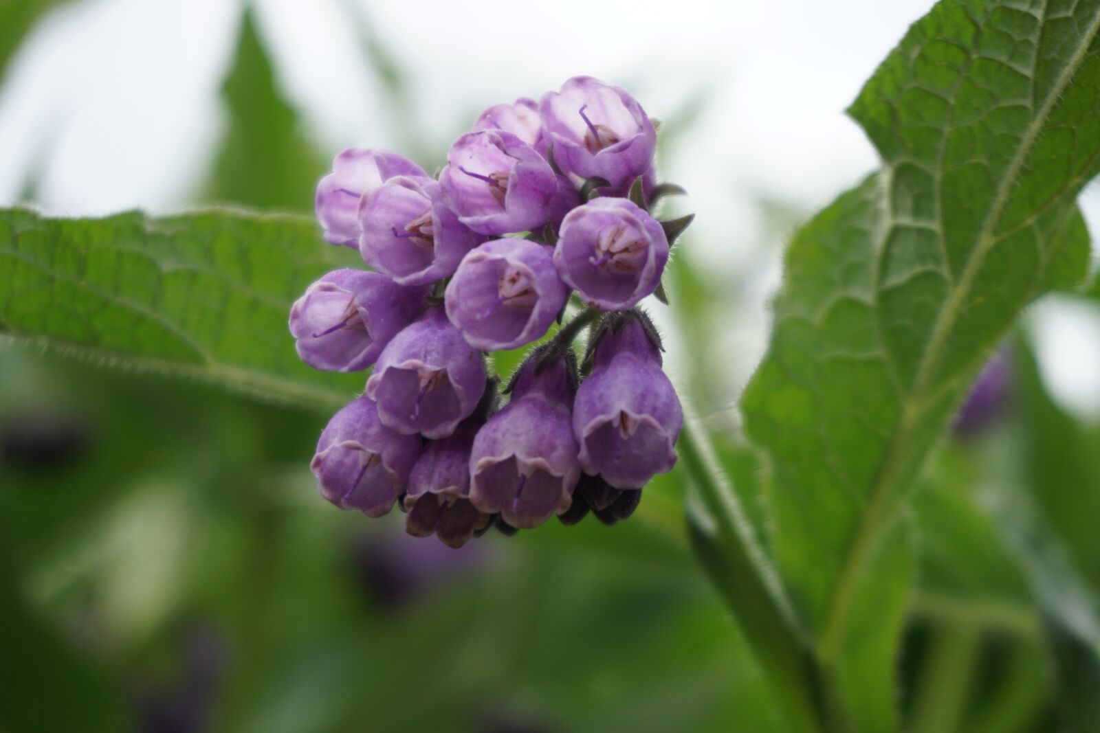 Sony a6000 sample photo. Comfrey flower, nature, medicinal photography