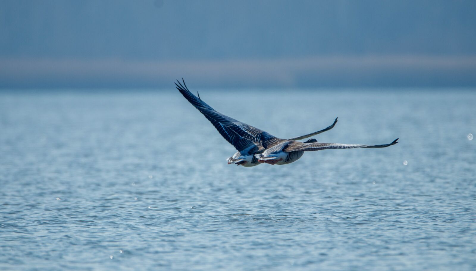 150-600mm F5-6.3 DG OS HSM | Contemporary 015 sample photo. Wild goose, lake, water photography