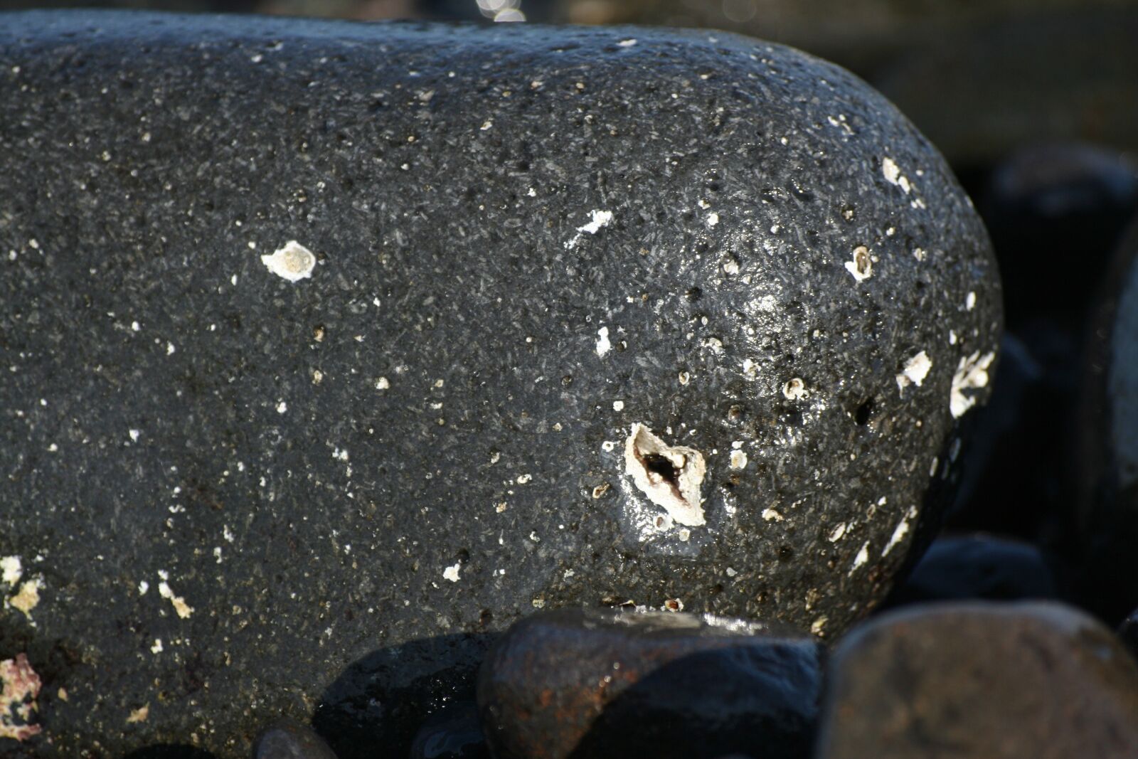 Canon EOS 350D (EOS Digital Rebel XT / EOS Kiss Digital N) sample photo. Stone, form, whale photography